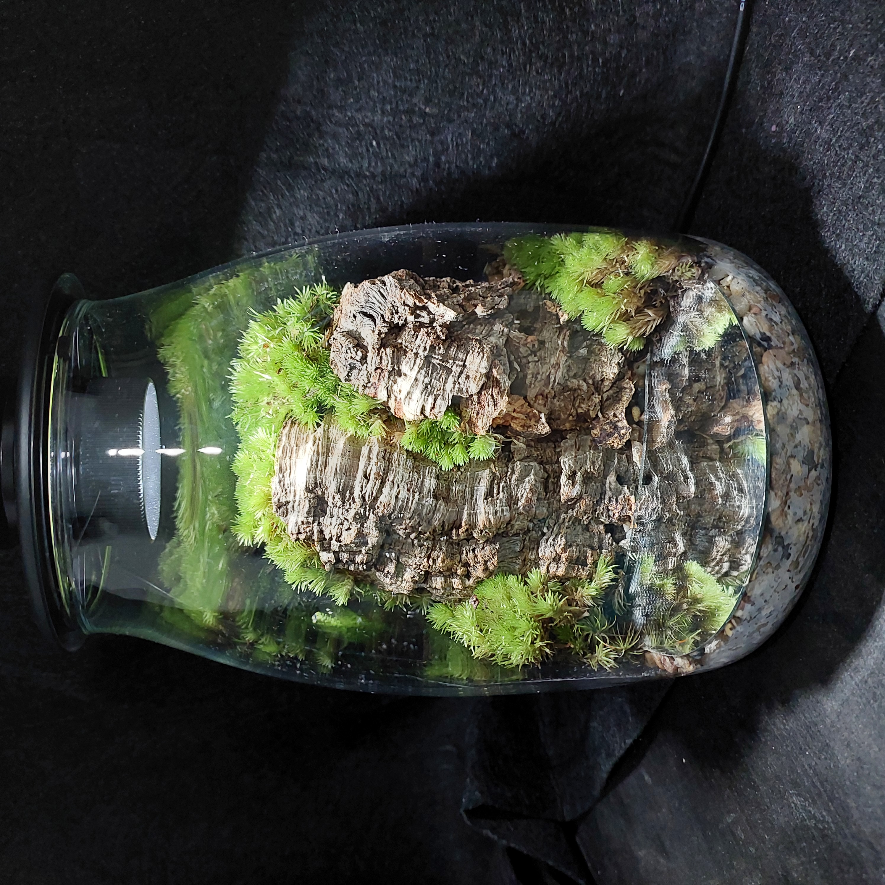 Terrarium Image Showcase
