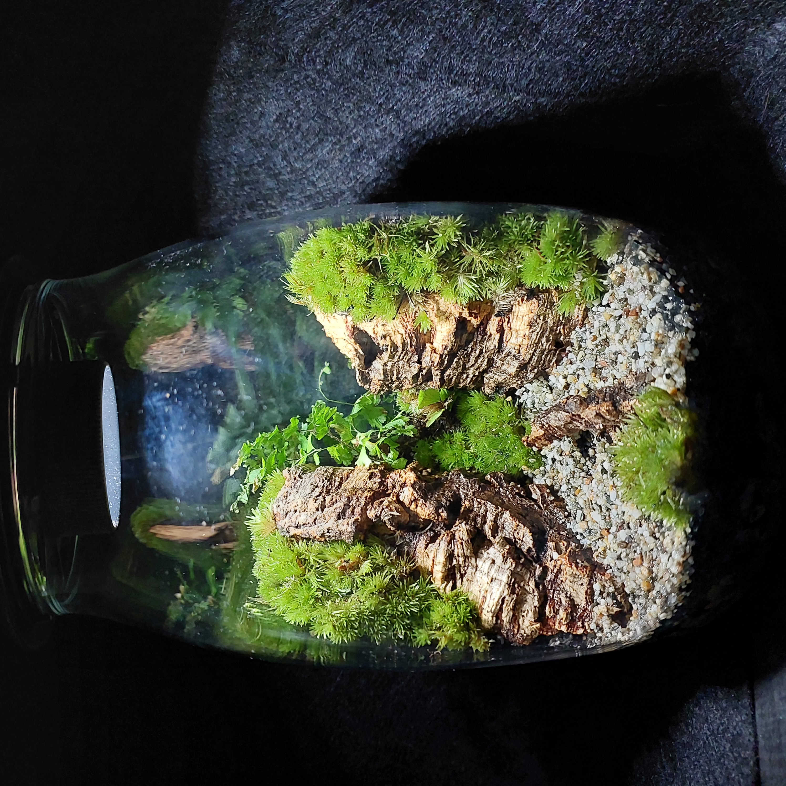 Terrarium Image Showcase