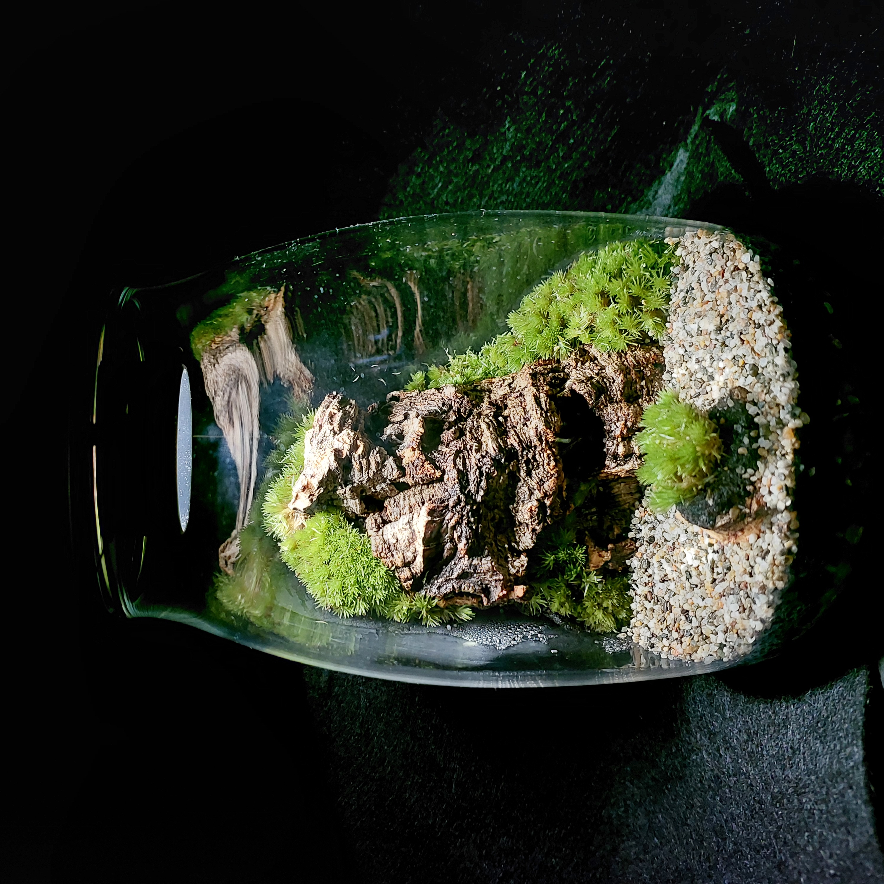 Terrarium Image Showcase