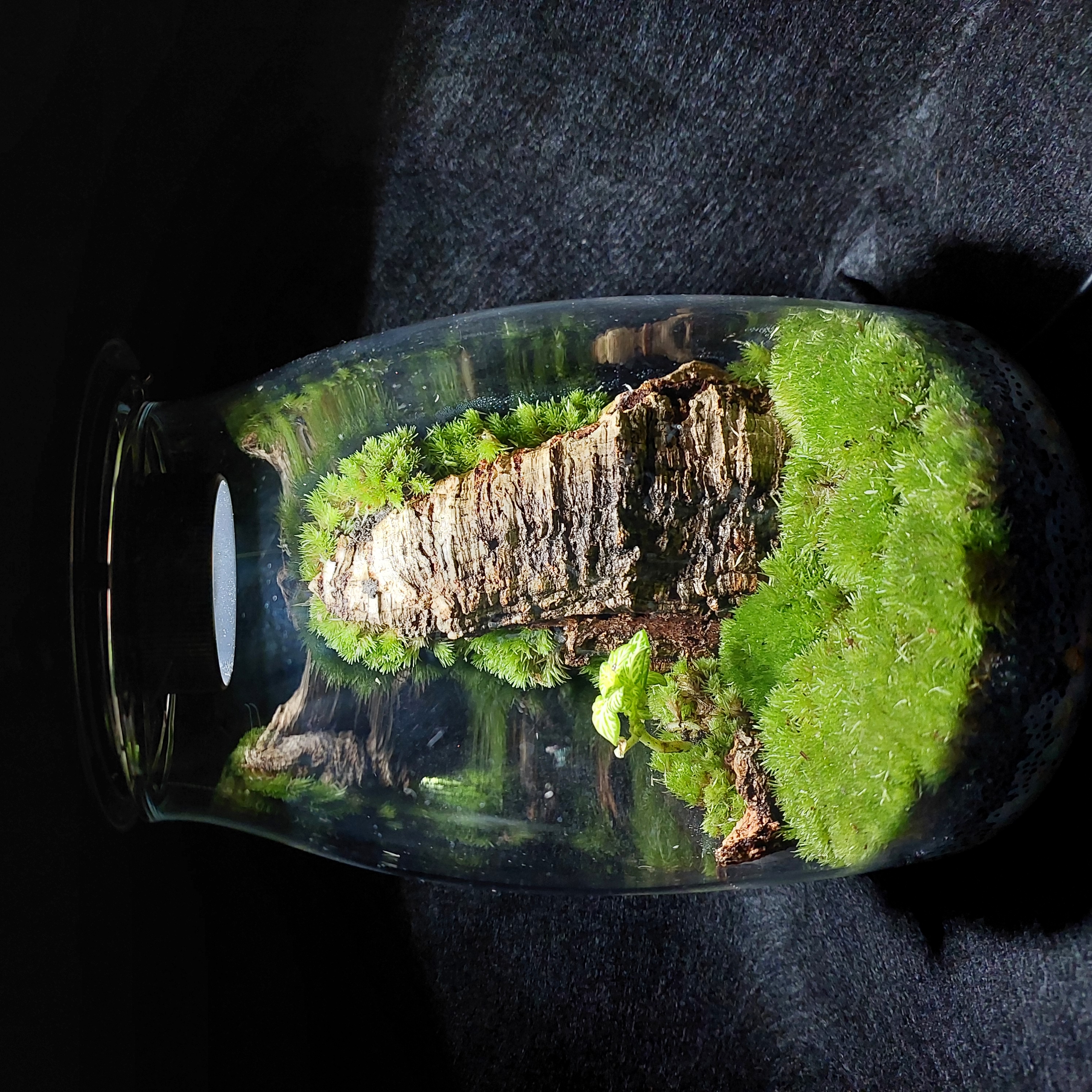 Terrarium Image Showcase