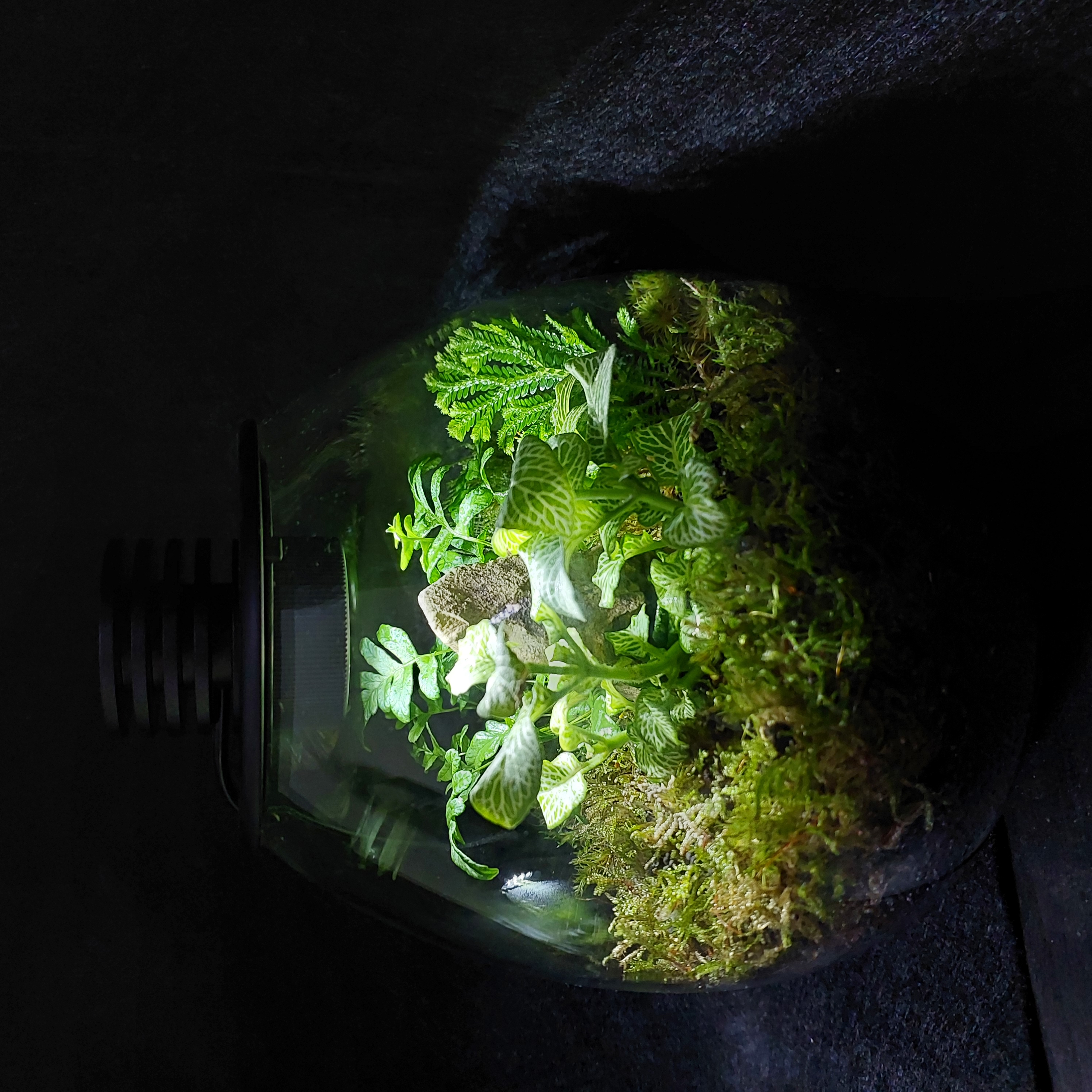 Terrarium Image Showcase