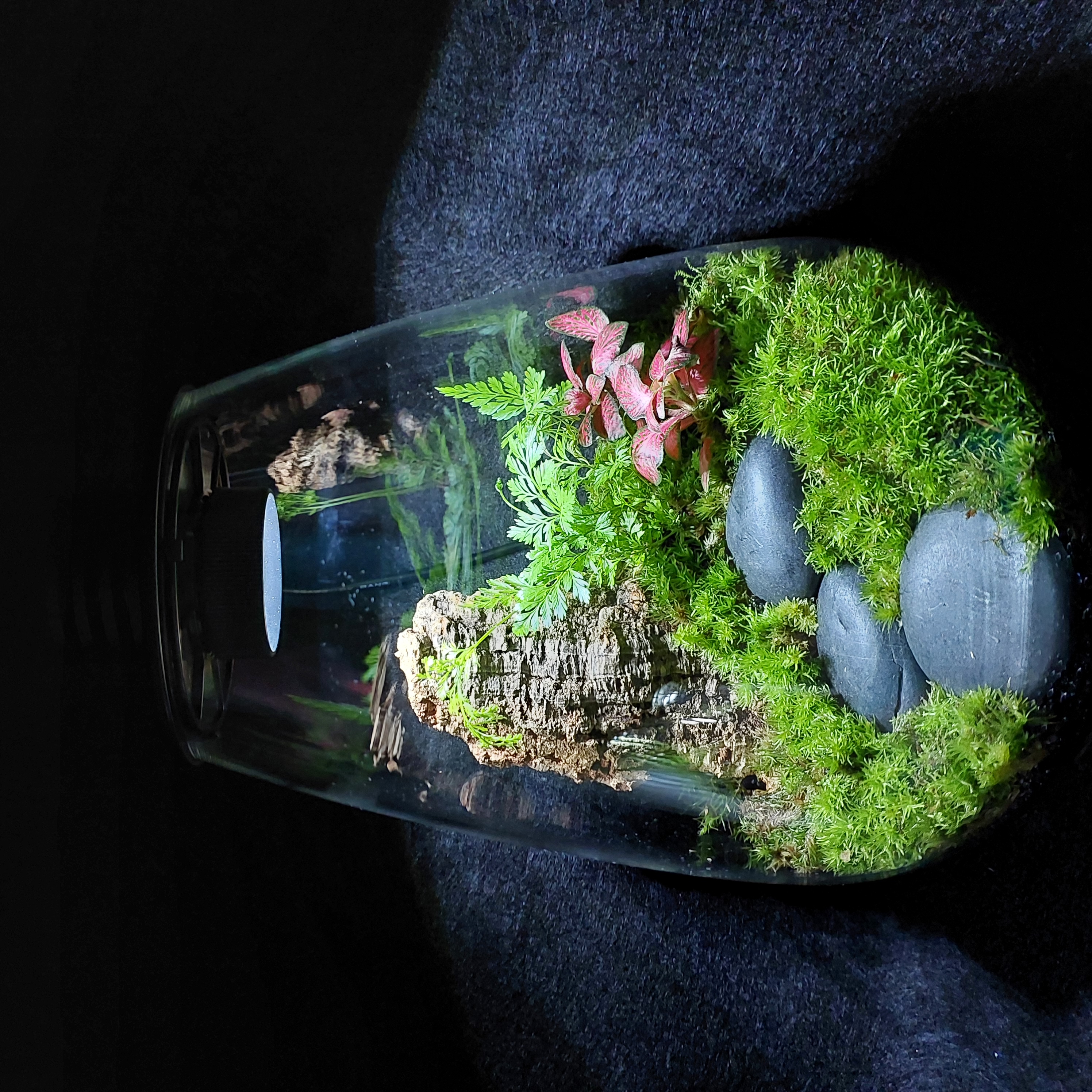 Terrarium Image Showcase