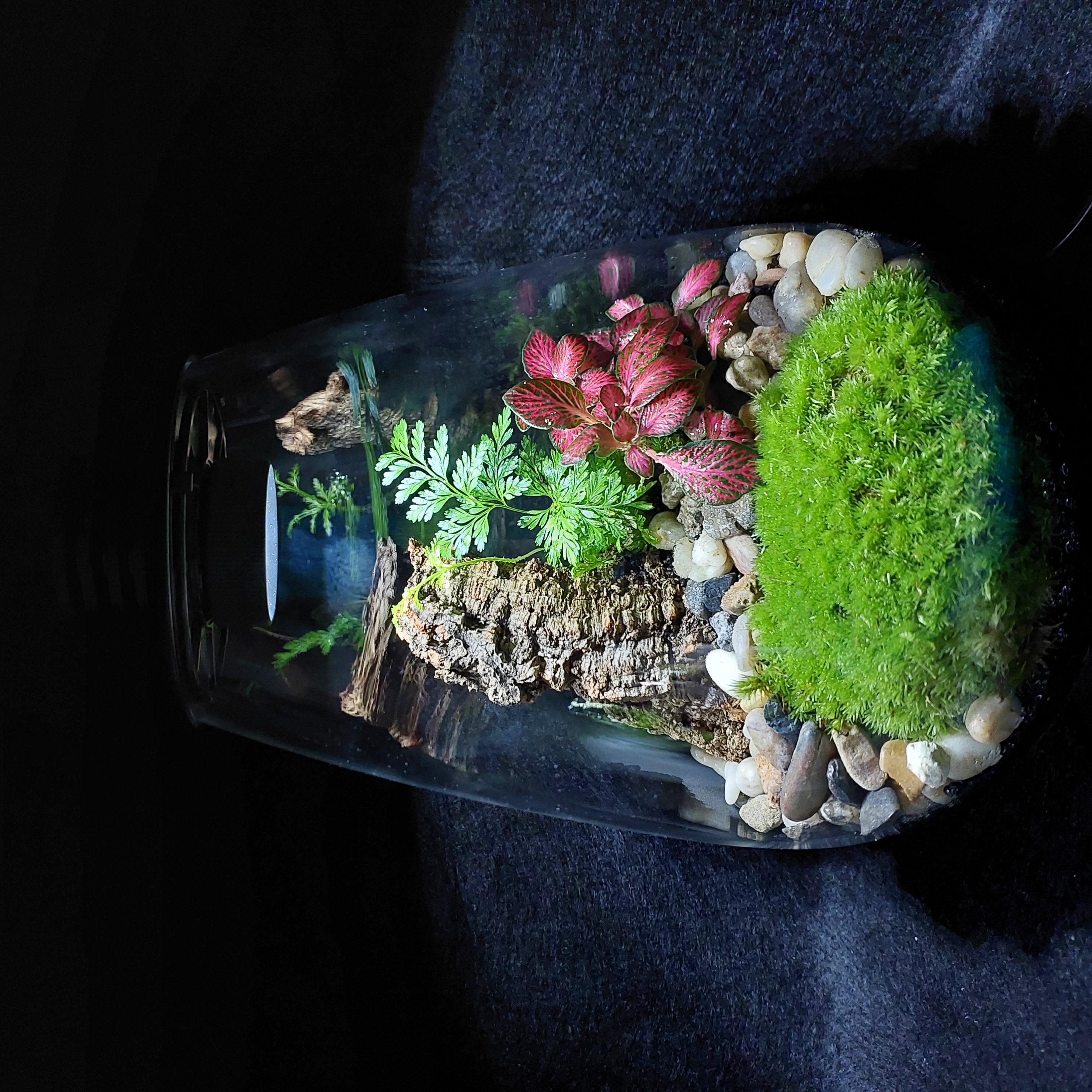 Terrarium Image Showcase