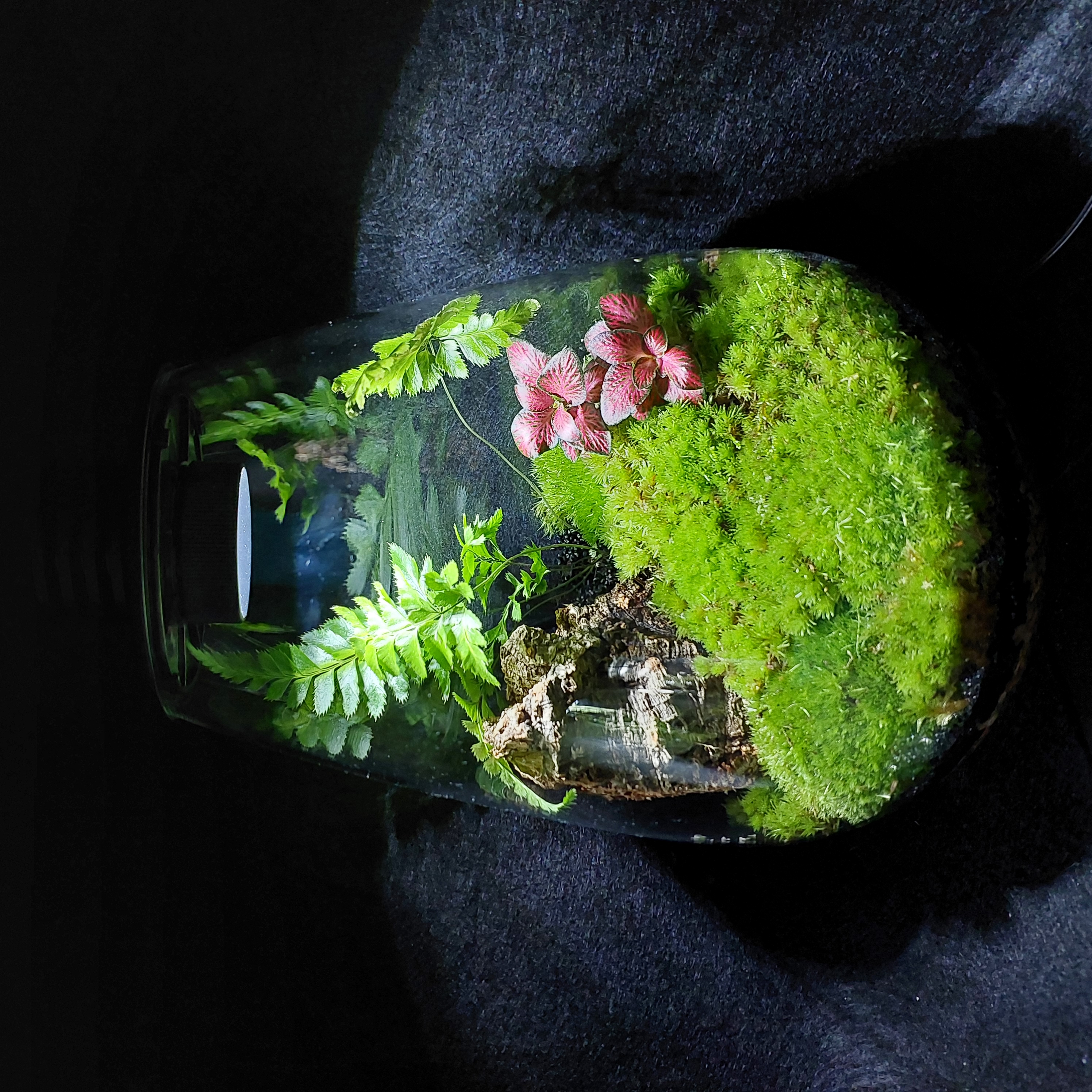 Terrarium Image Showcase