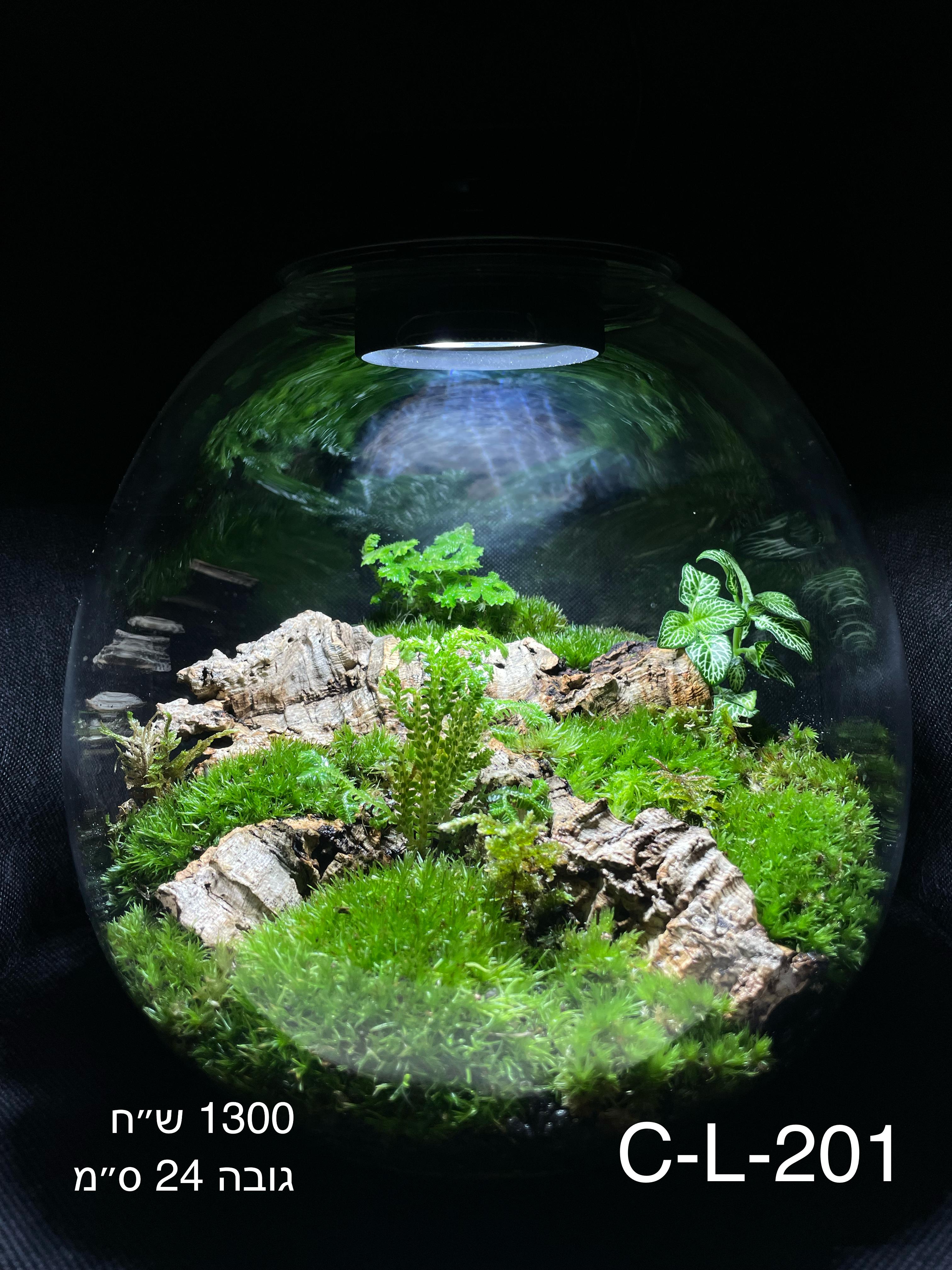 Terrarium Image Showcase