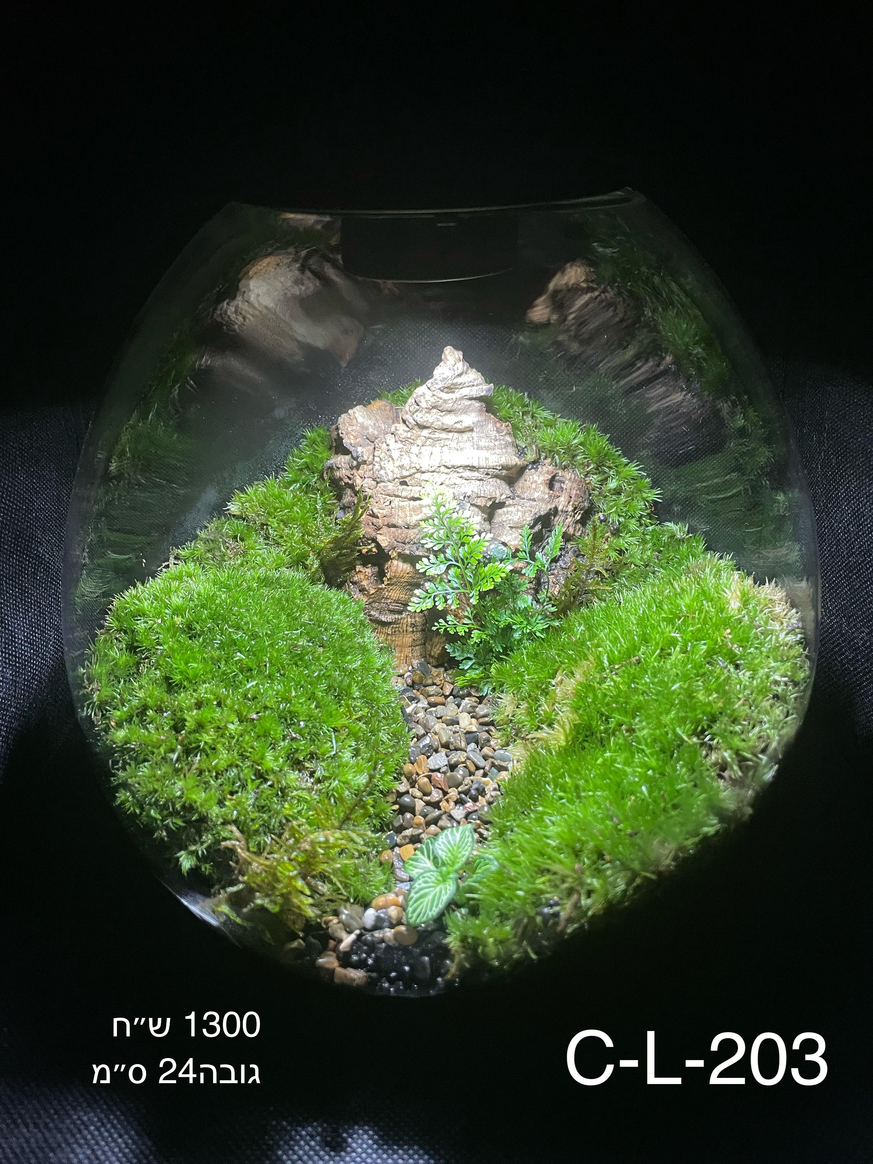 Terrarium Image Showcase