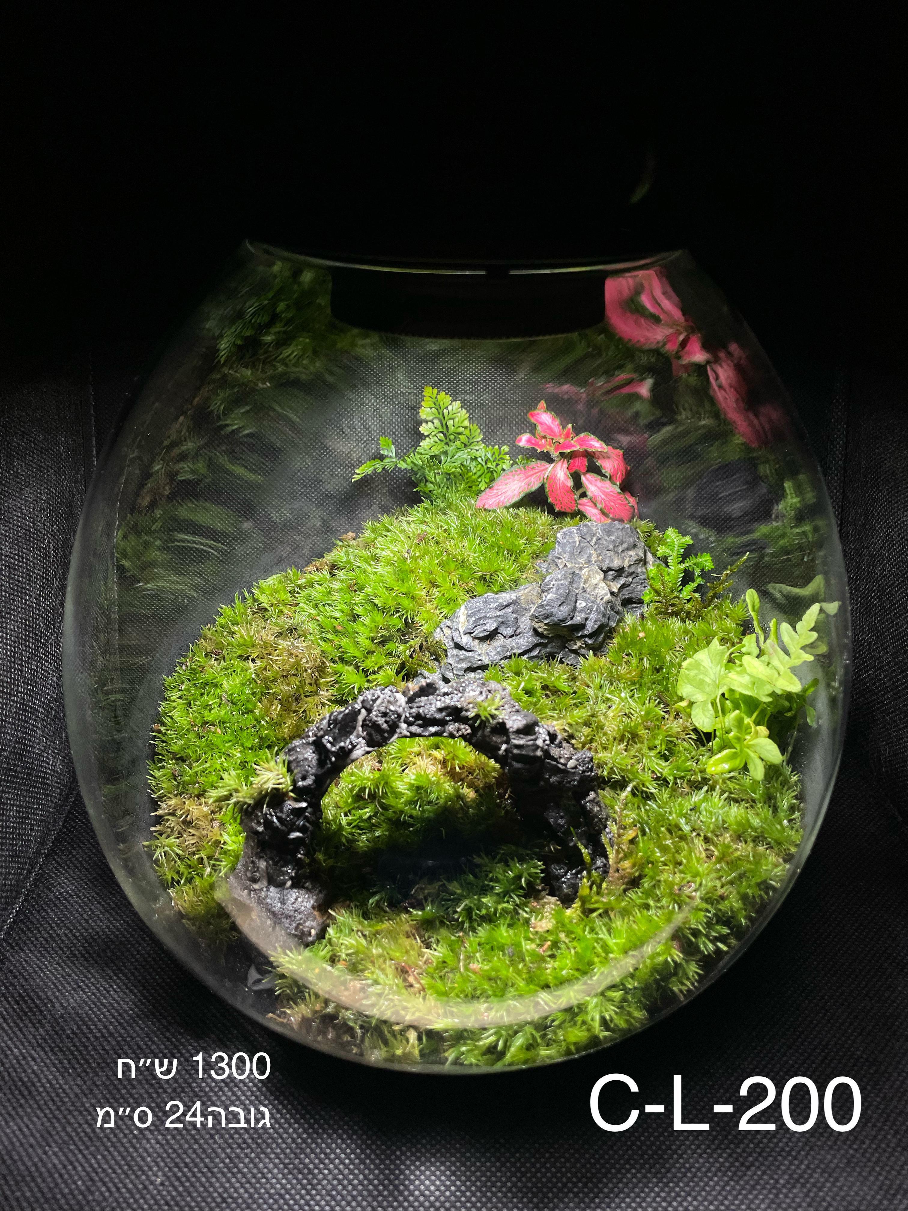 Terrarium Image Showcase