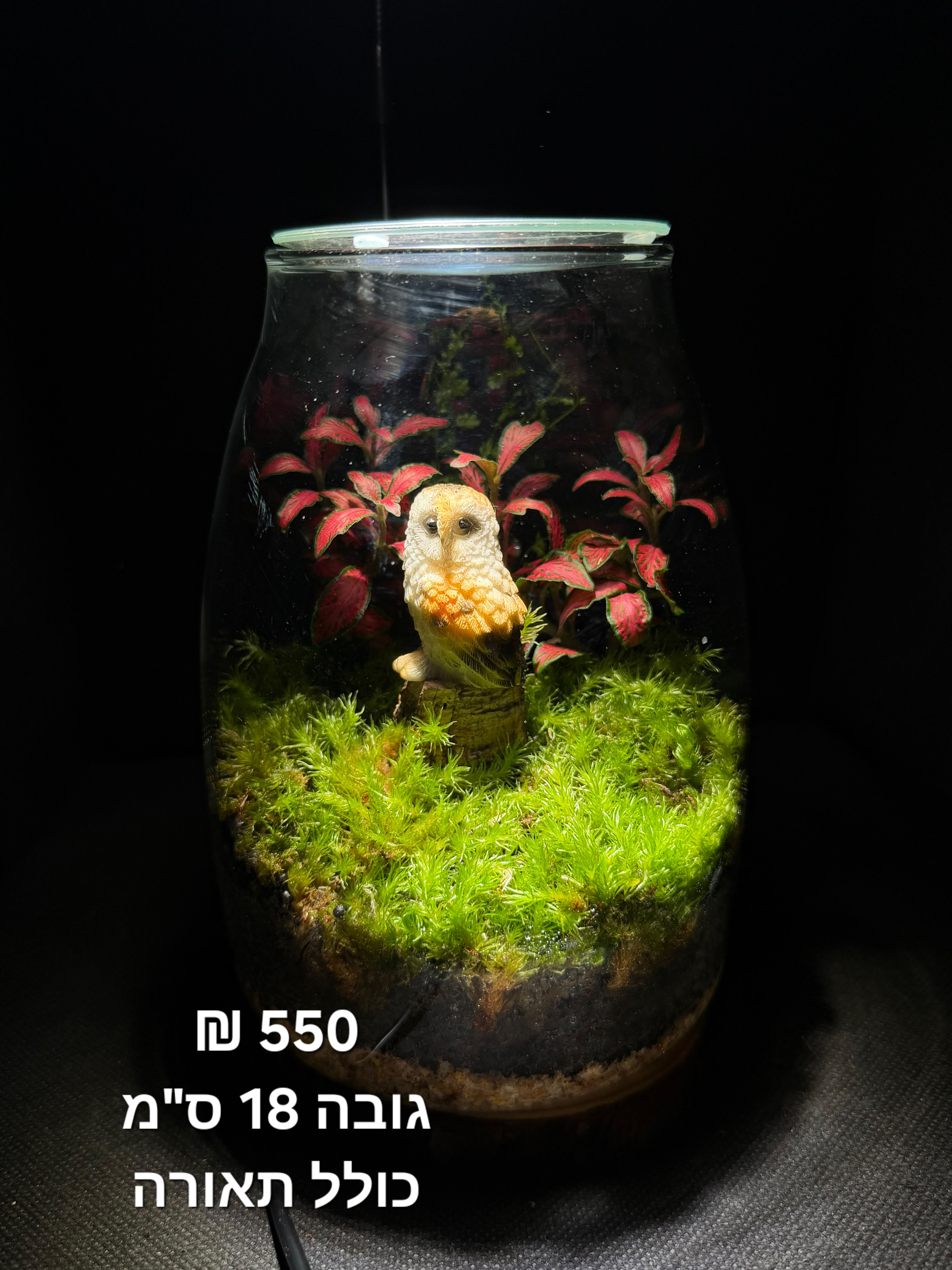 Terrarium Image Showcase