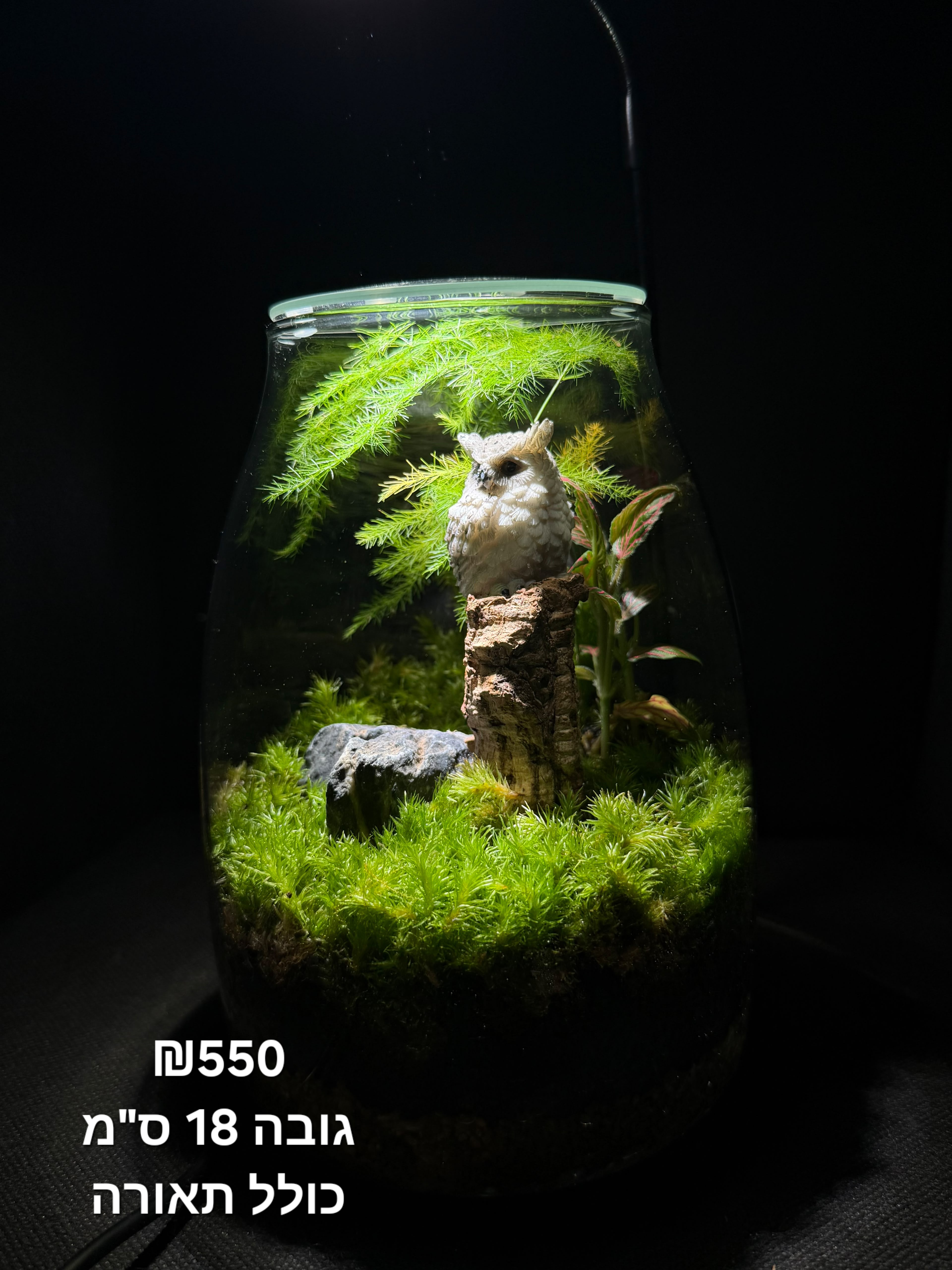 Terrarium Image Showcase