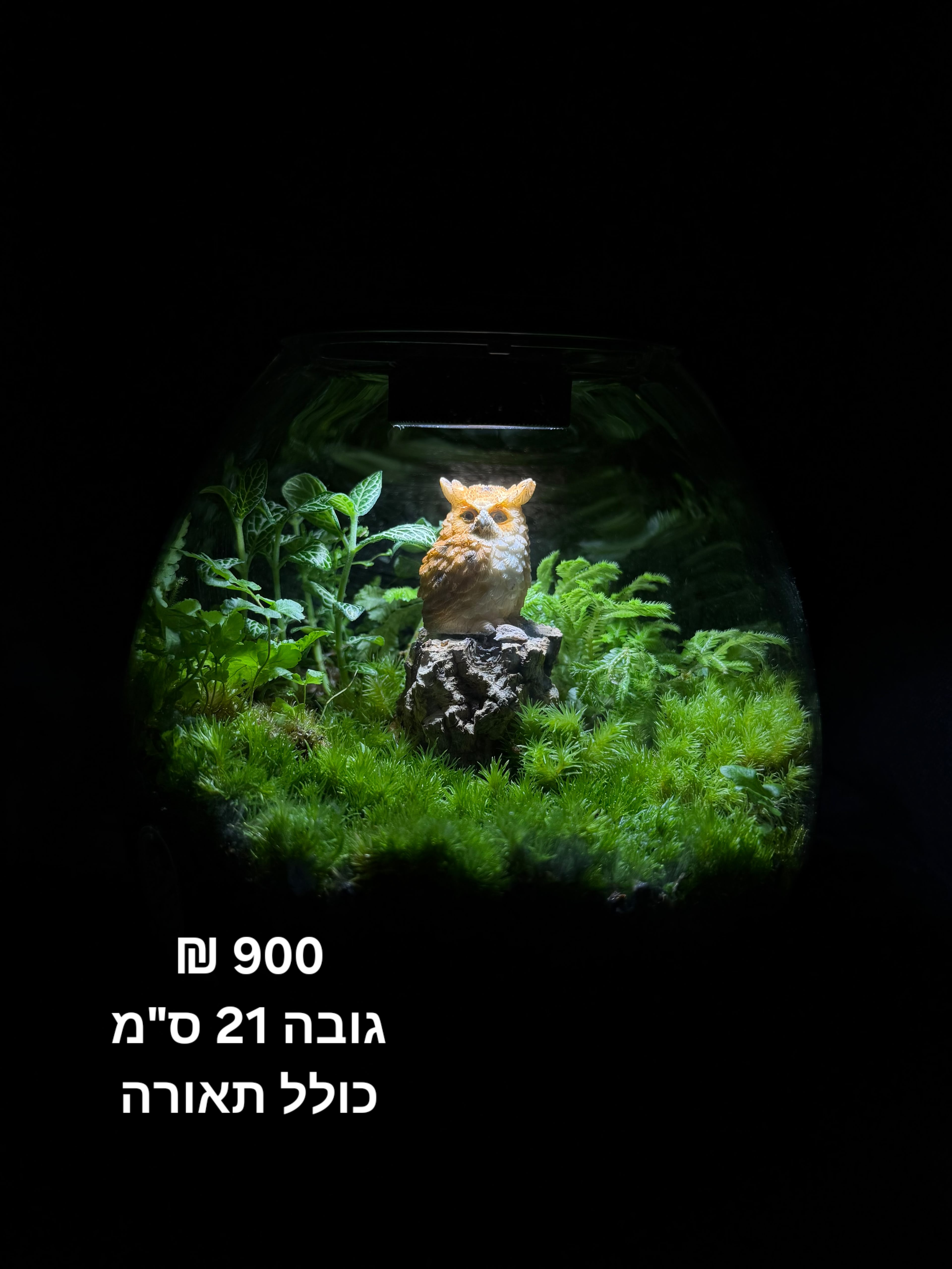 Terrarium Image Showcase