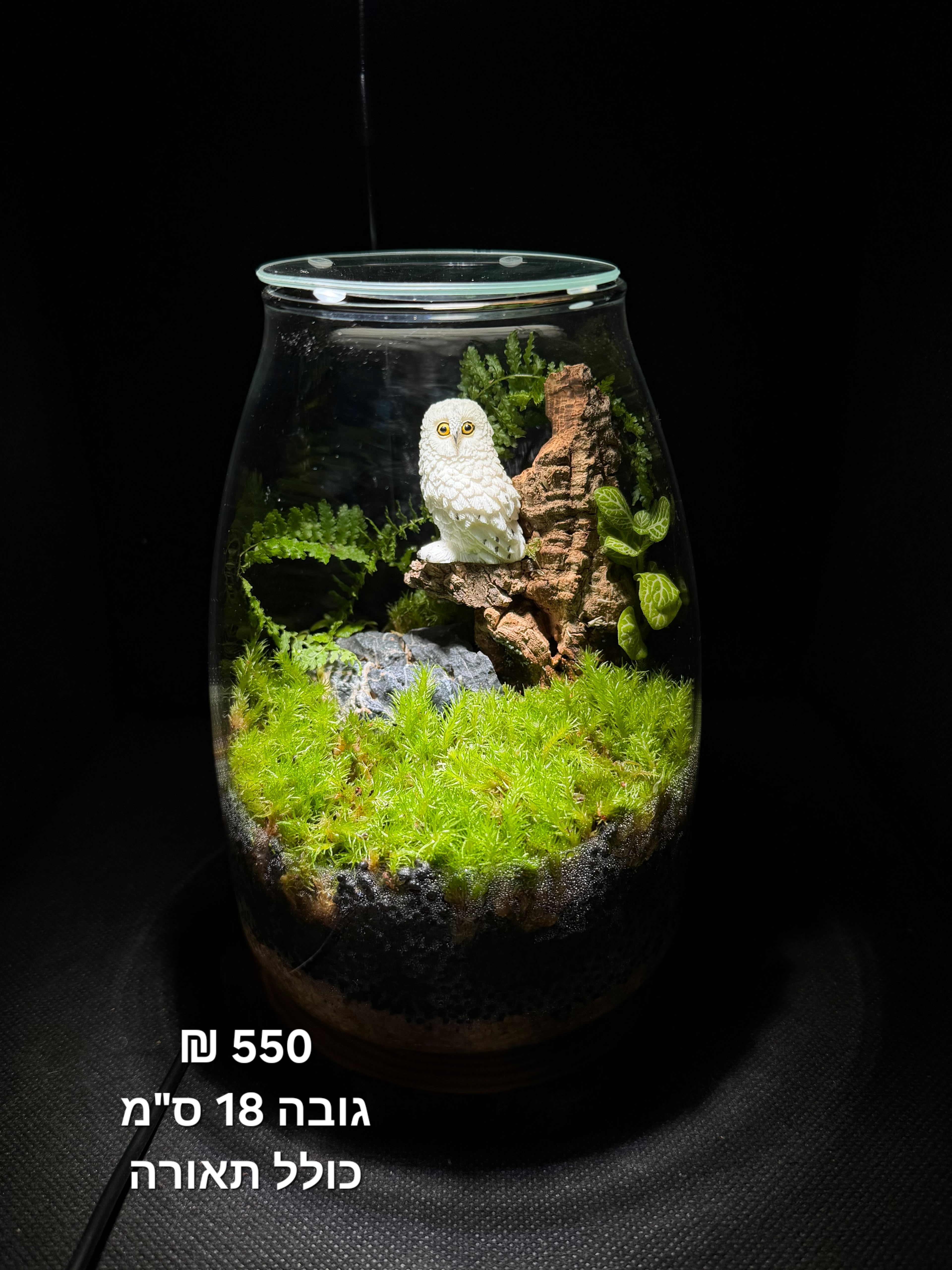Terrarium Image Showcase