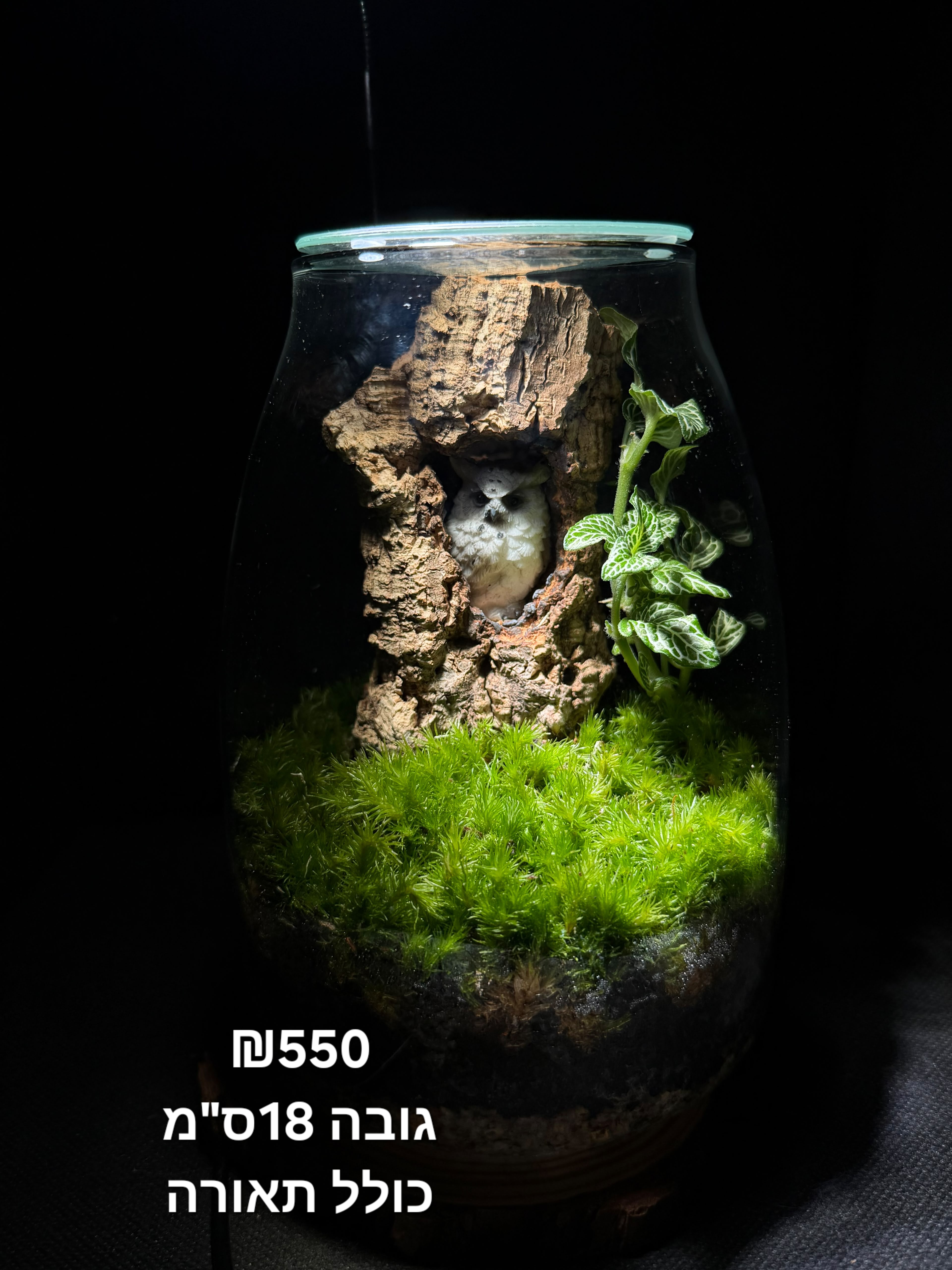 Terrarium Image Showcase