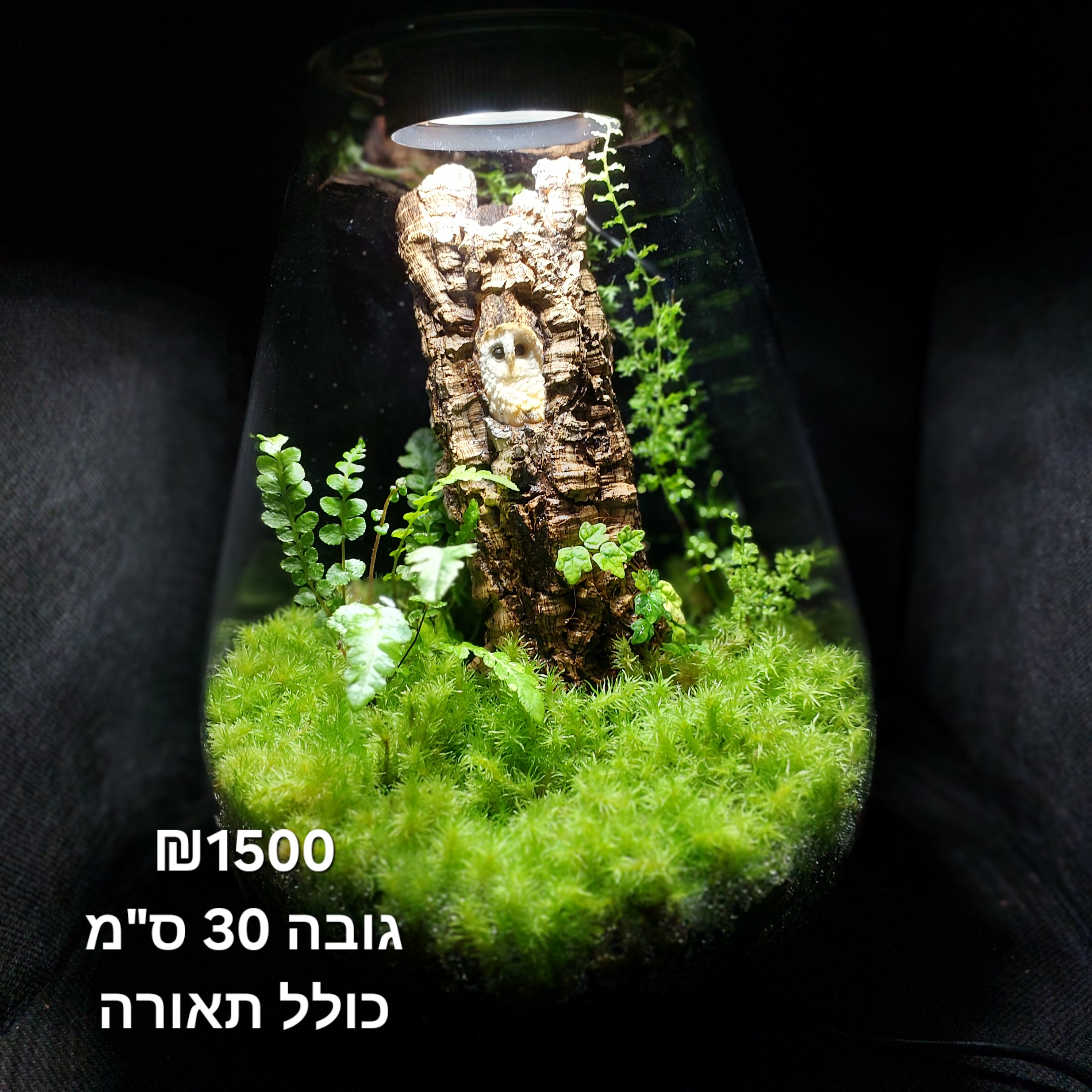 Terrarium Image Showcase