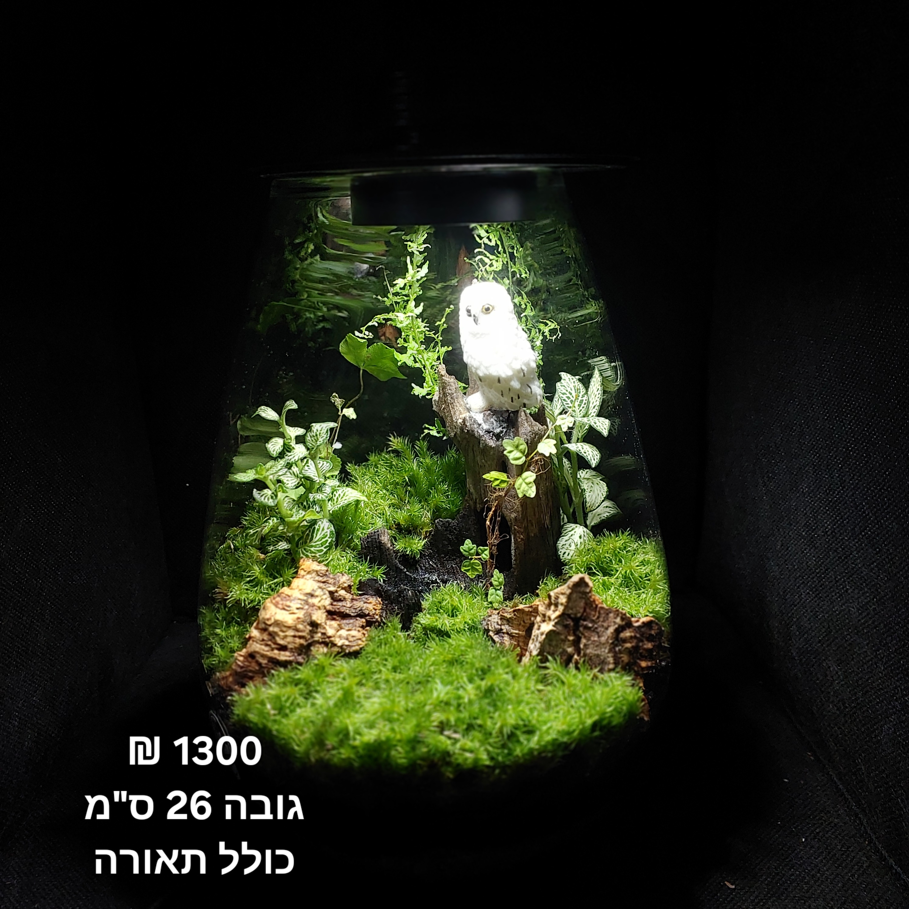 Terrarium Image Showcase