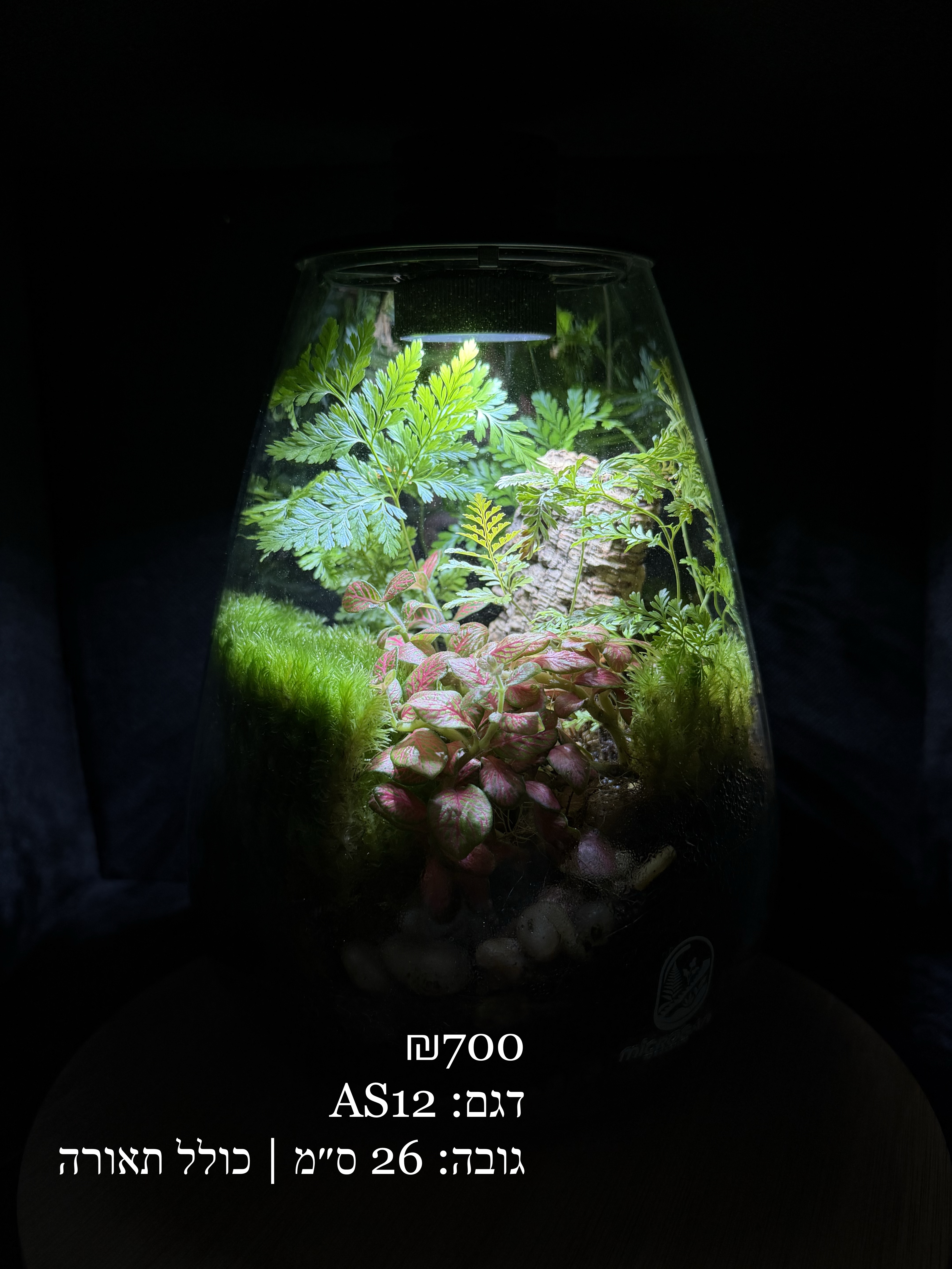 Terrarium Image Showcase