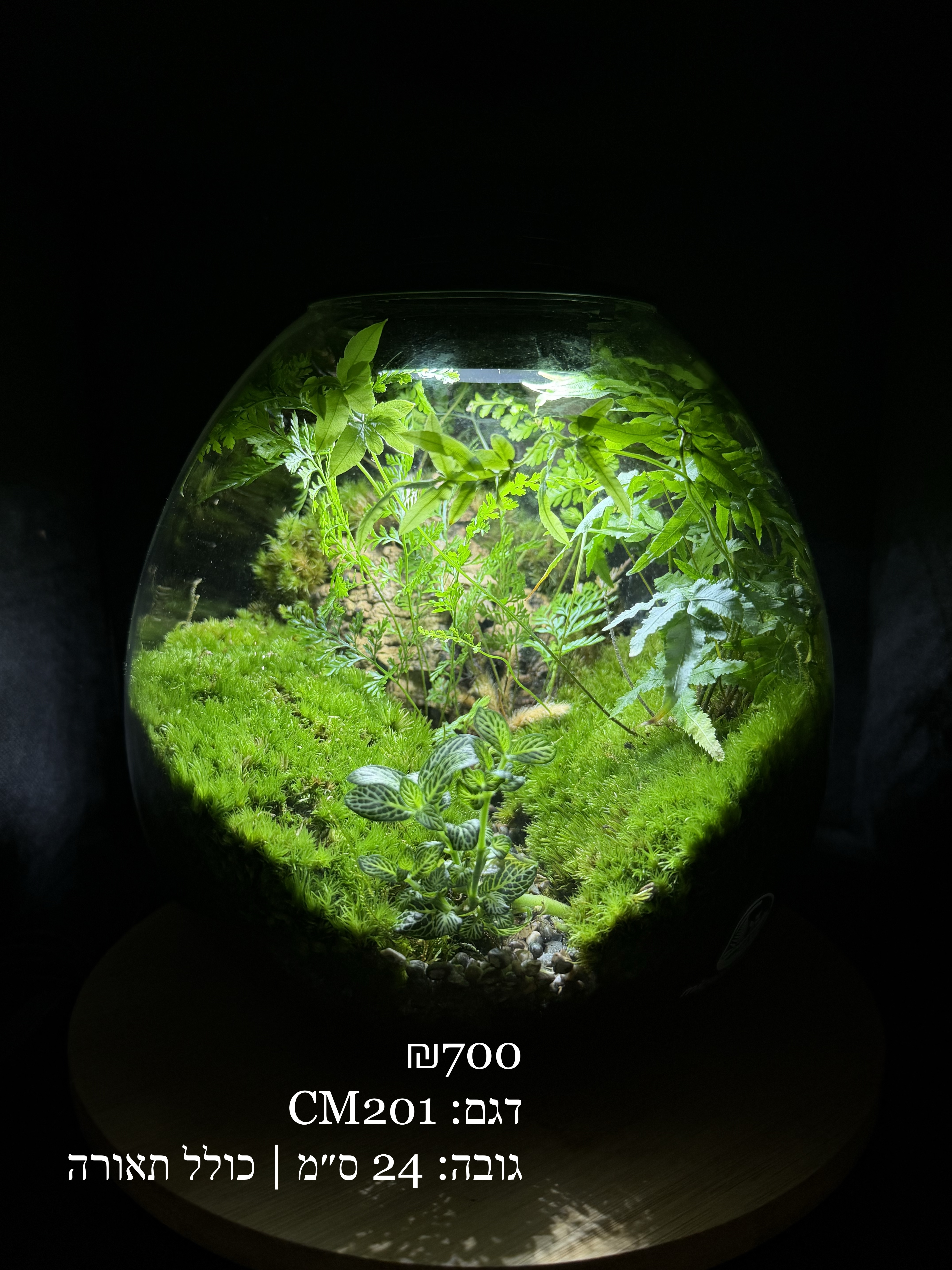 Terrarium Image Showcase