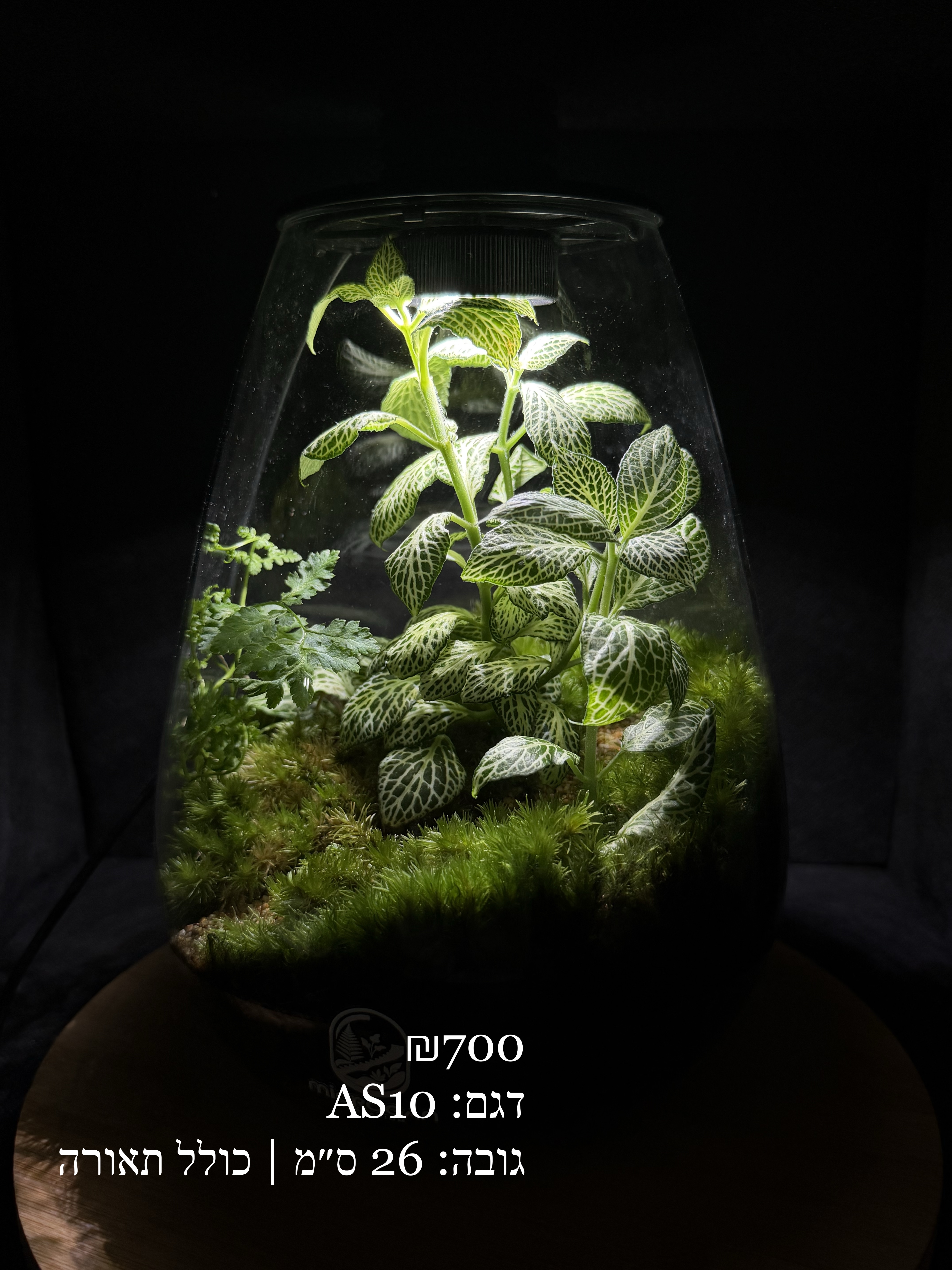 Terrarium Image Showcase