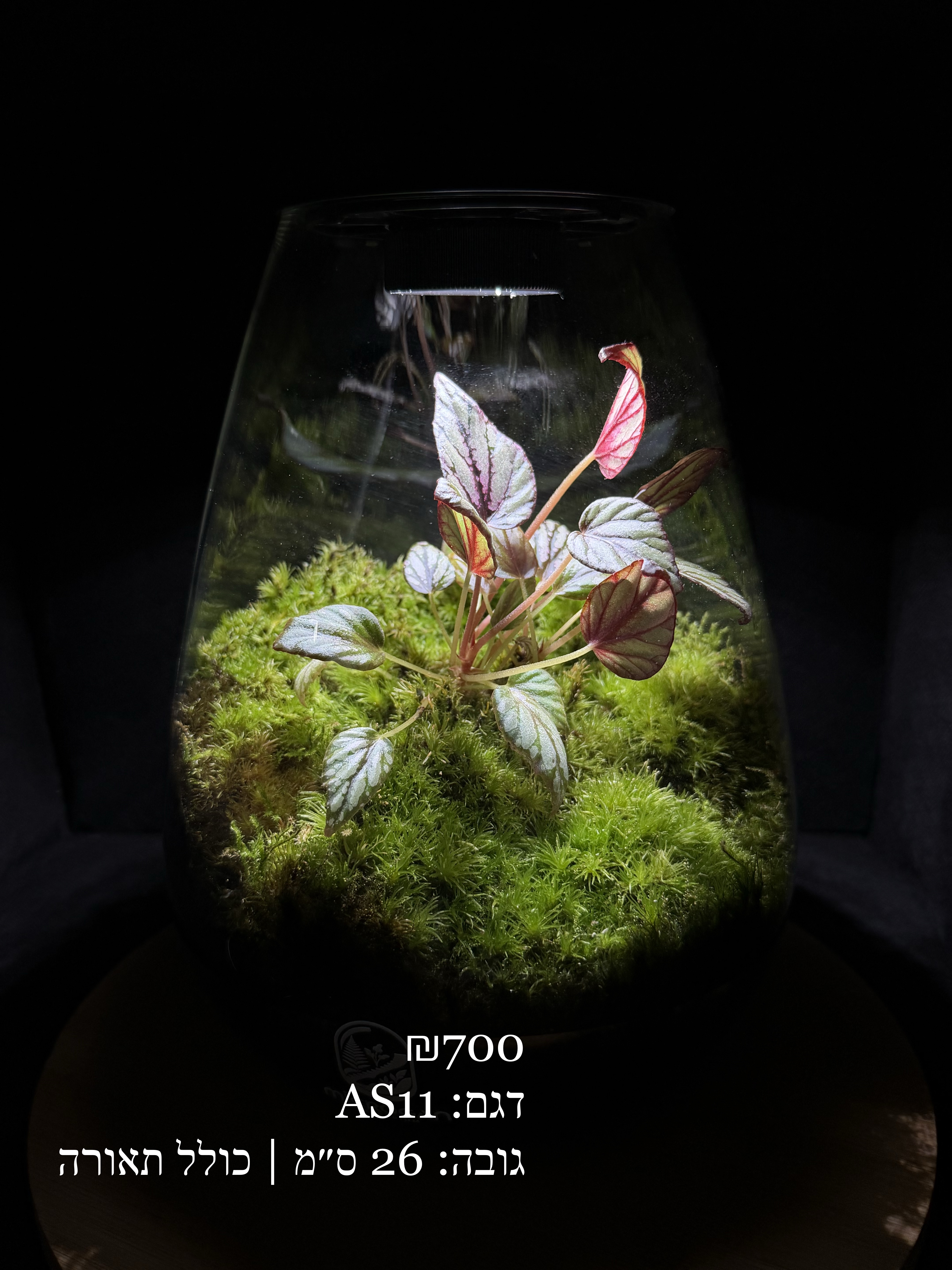 Terrarium Image Showcase